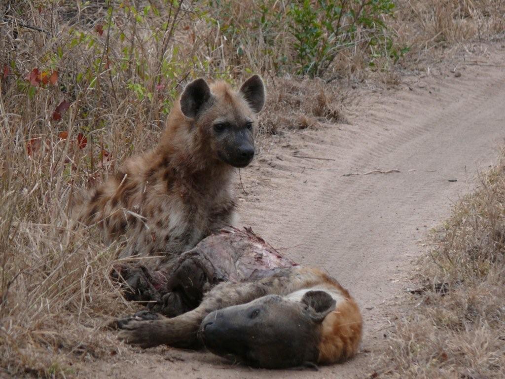 ハイエナ 南アフリカの風に吹かれて