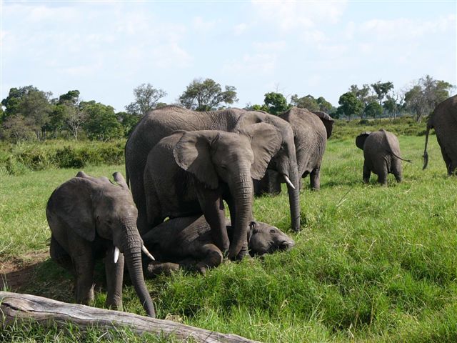 アフリカゾウ 南アフリカの風に吹かれて