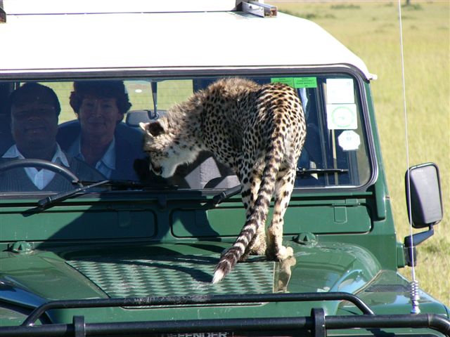 動物 南アフリカの風に吹かれて